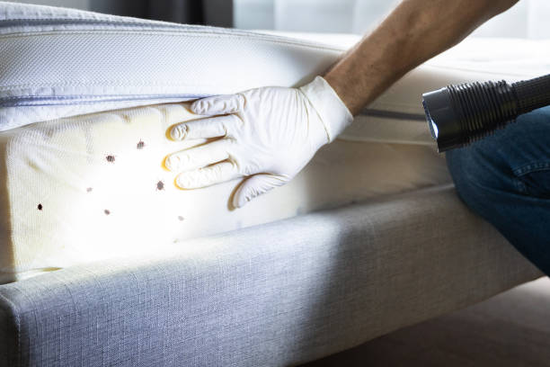 Best Rat Extermination Near Me  in Dunwoody, GA