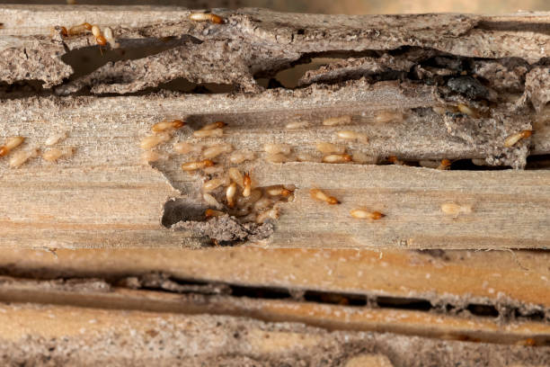 Best Pest Removal Services  in Dunwoody, GA