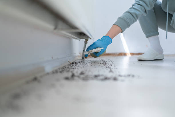 Wasp Removal Services in Dunwoody, GA